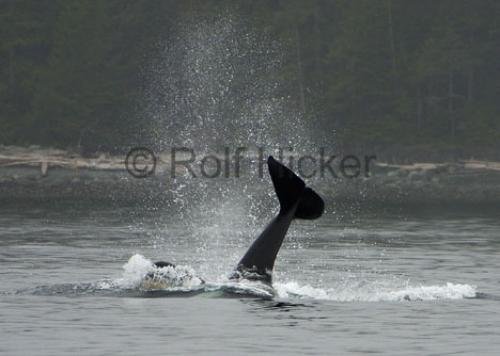 Photo: 
CRW 7056