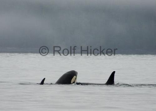 Photo: 
CRW 7073