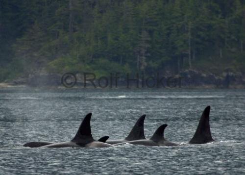 Photo: 
CRW 7109