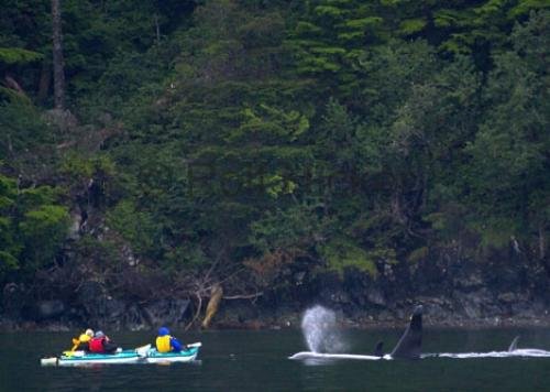 Photo: 
Killer Whale Adventure Kayaking Johnstone Strait