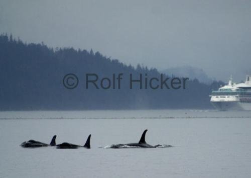 Photo: 
CRW 7145