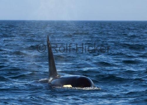 Photo: 
CRW 7206