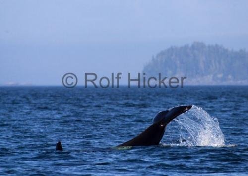 Photo: 
CRW 7248
