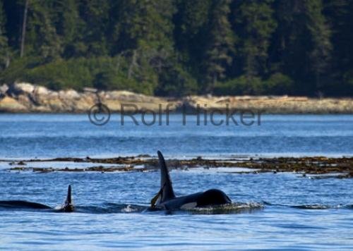 Photo: 
CRW 7271