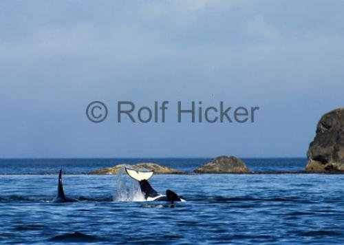 Photo: 
CRW 7334