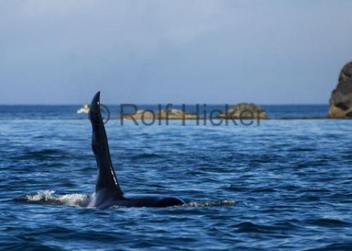 Photo: 
CRW 7340