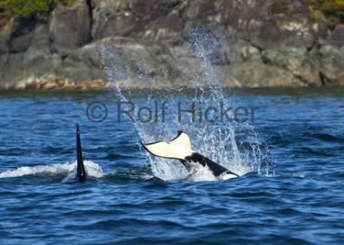 Photo: 
CRW 7342