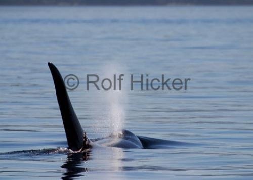 Photo: 
CRW 7468