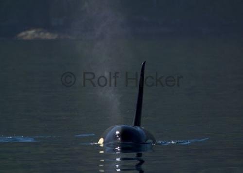 Photo: 
CRW 7523