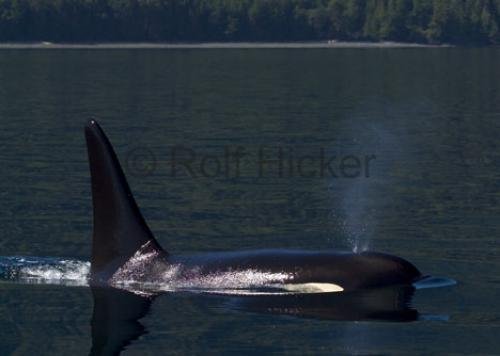 Photo: 
CRW 7528