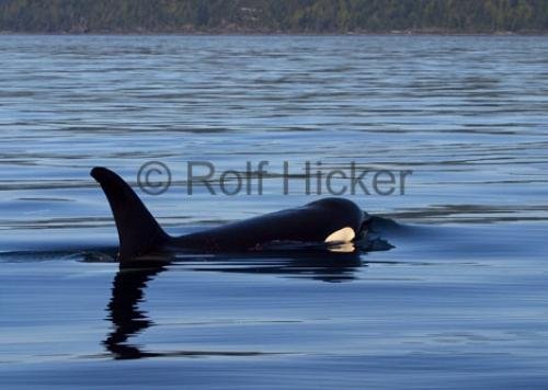 Photo: 
CRW 7531