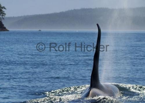 Photo: 
CRW 7603