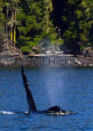 Photo: 
whale scene