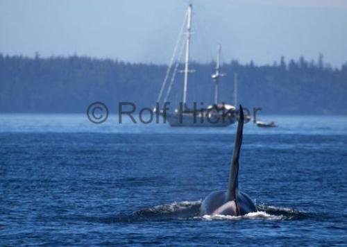 Photo: 
whale watching tour vancouver island