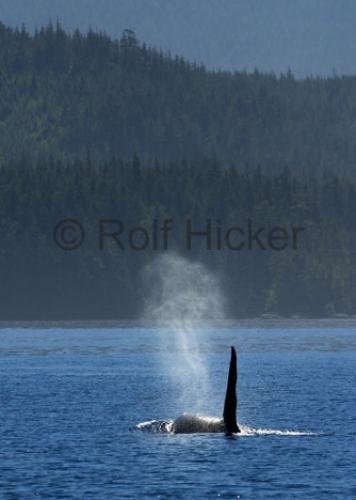 Photo: 
CRW 7634