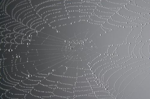 Photo: 
spider web