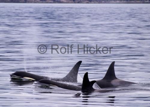 Photo: 
Killer Whale CRW 7746