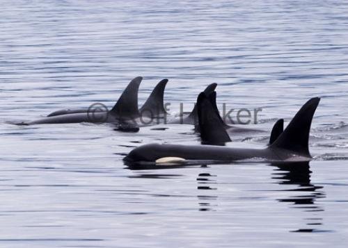 Photo: 
Killer Whales pod