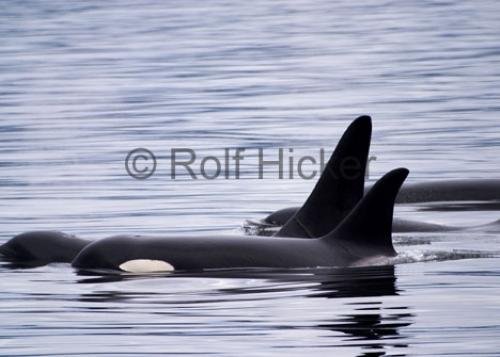 Photo: 
Killer Whales CRW 7773