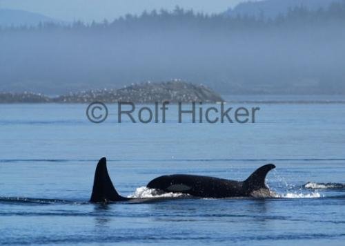 Photo: 
CRW 7785