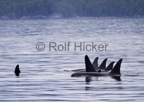 Photo: 
Orcas CRW 7787