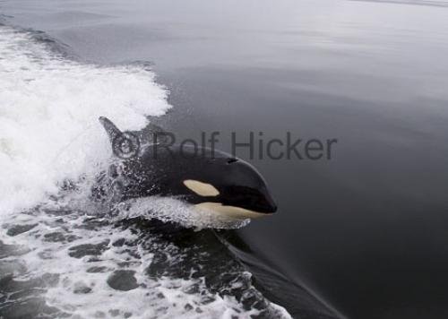 Photo: 
whale watching johnstone strait surfing baby