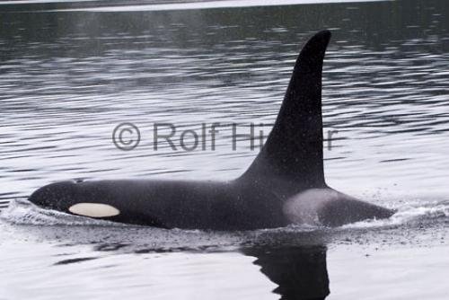 Photo: 
Orca Whale Watching Tour Vancouver Island North