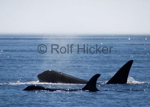 Photo: 
CRW 7869