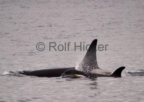 Photo: 
Killer Whales CRW 8006