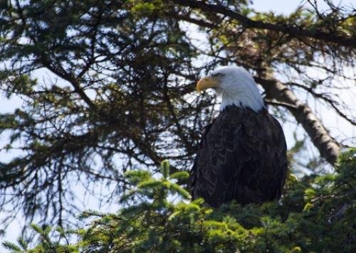 Photo: 
Bald Eagle Pics Sitting in tree