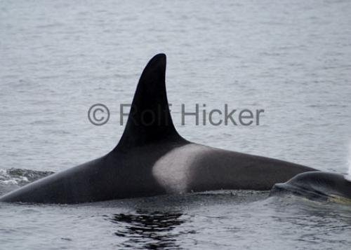 Photo: 
Killer Whales CRW 8404