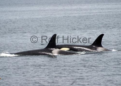 Photo: 
Orca Whales CRW 8467