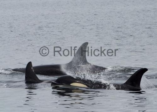 Photo: 
Orca Whales CRW 8492