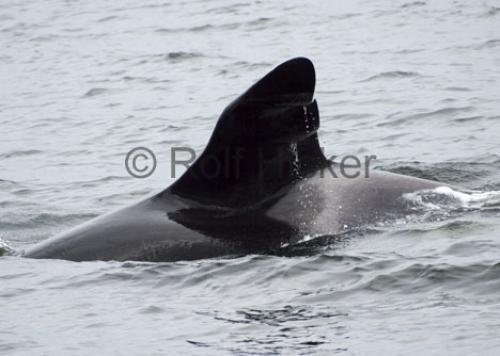 Photo: 
Orca Whales CRW 8566