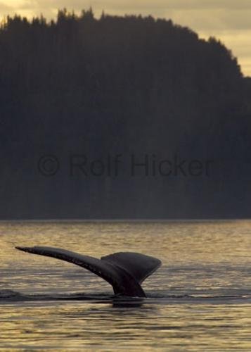 Photo: 
Humpback Tail