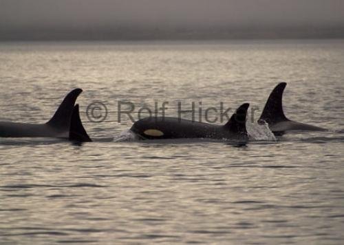 Photo: 
johnstone strait whales