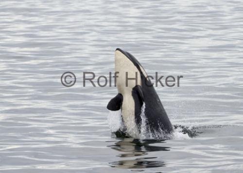 Photo: 
orca A73 Springer Breaching