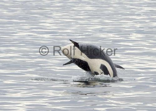 Photo: 
Orca Whales CRW 8607