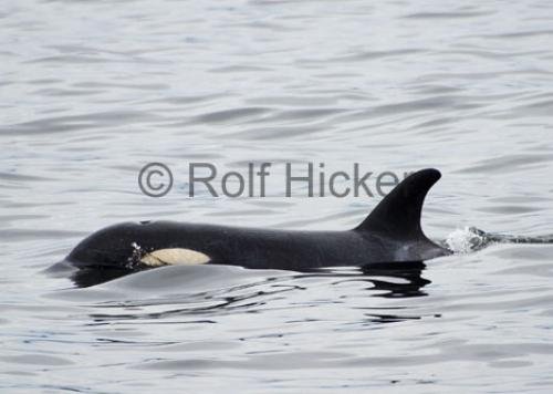 Photo: 
Orca Whales CRW 8635