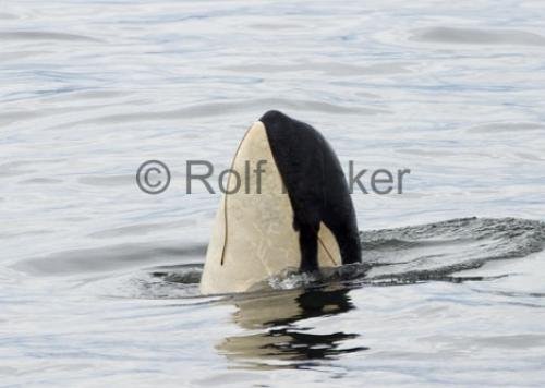 Photo: 
Playful Orca Whale