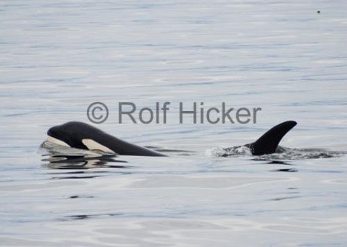 Photo: 
Killer Whales CRW 8805