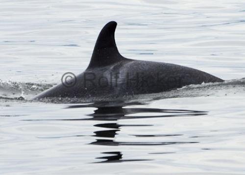 Photo: 
Killer Whales CRW 8815