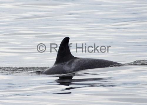 Photo: 
Orca Whales CRW 8828