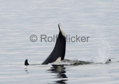 Photo: 
Orca Whales CRW 8871