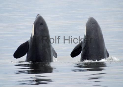 Photo: 
Double Spy Hop Whale Watching