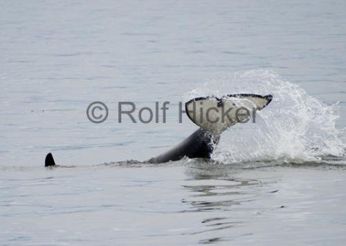 Photo: 
Killer Whales CRW 8894