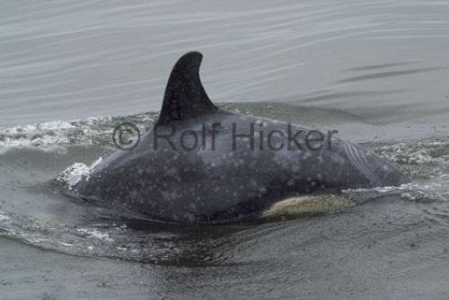 Photo: 
Orca Whales CRW 8920