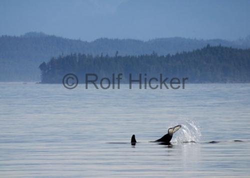 Photo: 
Killer Whales CRW 8936