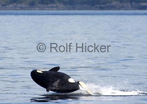 Photo: 
Orca Whales CRW 8945