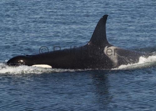 Photo: 
Killer Whales CRW 8978